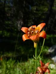 wpct-2013-day3-1  Alpine Lily.jpg (90899 bytes)